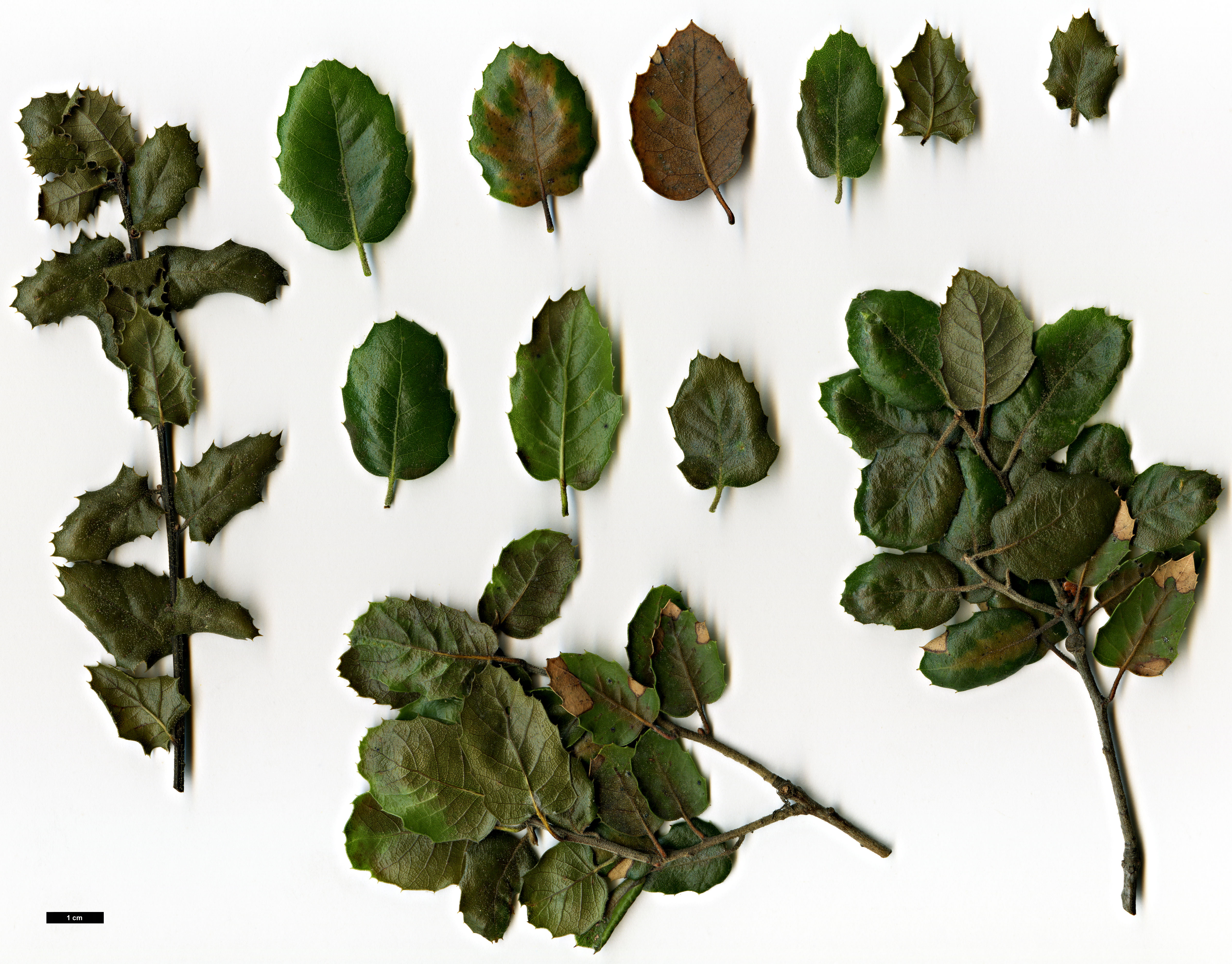 High resolution image: Family: Fagaceae - Genus: Quercus - Taxon: wislizeni - SpeciesSub: var. frutescens